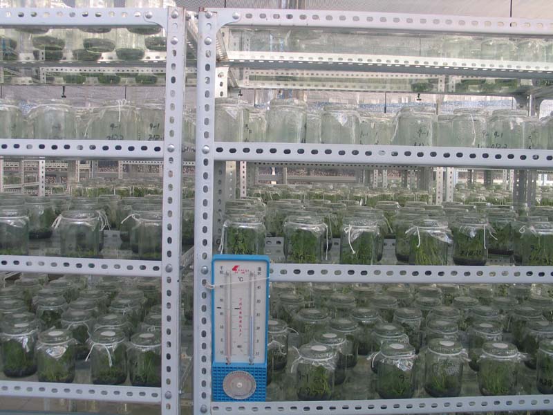 使用中菌瓶